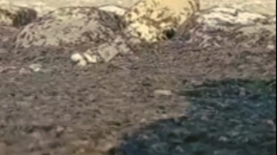 Tırtıl istilası başladı. Köylerde her yere yayılıyorlar vatandaşın çaresiz