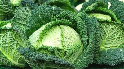 Kıvırcık lahananın yararları saymakla bitmiyor