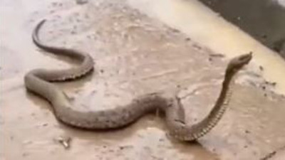 Selin vurduğu Şanlıurfa'yı yılanlar bastı