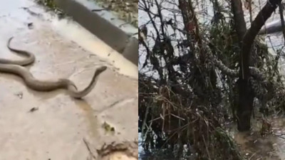 Şanlıurfa'daki sel felaketinin ardından korkunç görüntüler. Yılanlar sokakları istila etti