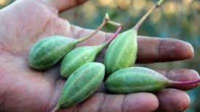 Sağlık deposu bitki Kapari