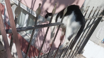 Demir parmaklıklara sıkışan kedi kurtarıldı