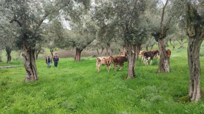 Firar eden inekler bulundu