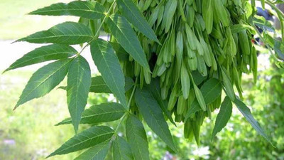 İşte eklem ağrılarını yok eden ot