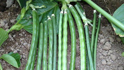 Sindirim sistemine iyi gelen ot