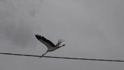 Baharın habercisi leylekler Sivas’a erken geldi