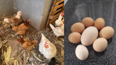 117 gramlık yumurta görenleri şaşırttı. O tavuk komada