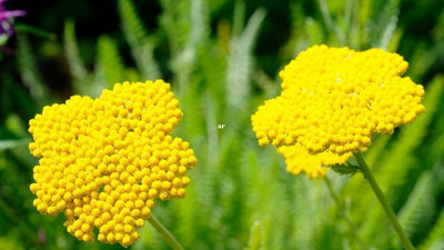 Mucize ot öksürüğe iyi geliyor