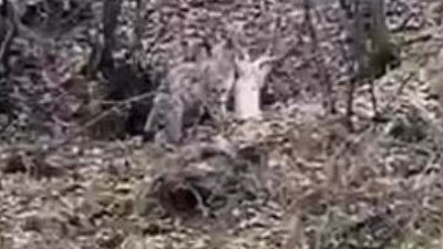 Türkiye'de vaşak ev kedisi avladı