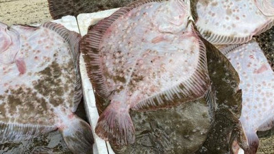 Balıkçıların ağına takıldı. Kilosu 600 TL'den satıldı