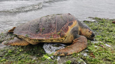 Nesli tükenme tehlikesi altındaki caretta caretta kıyıya ölü olarak vurdu