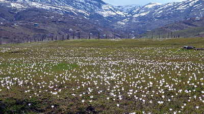 Baharın müjdecisi kardelenler Muş Ovası'nı süsledi