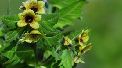 Öksürüğe iyi gelen ot (20 Mart 2023)