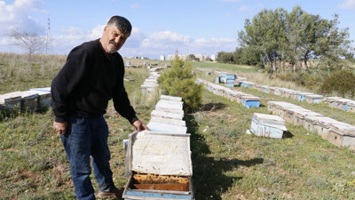 Arıları öldürüp ballarını çaldılar