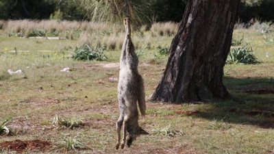 Vicdansızlar tilkiyi vurup ağaca astı