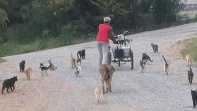 Bu kedilerin bakım parası Almanya'dan