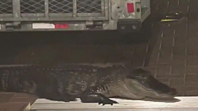 Kapıyı çalan timsah ev sahibine saldırdı