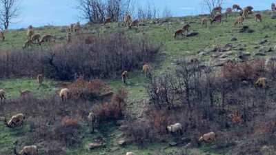 Sevindiren haber. Nesli tehlikedeki yabani hayvan, sürü halinde görüntülendi