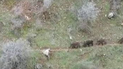 Domuzlar tarlayı istila etti