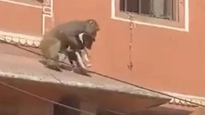 Maymun yavru köpeği kaptığı gibi kayıplara karıştı. O anlar saniye saniye kaydedildi