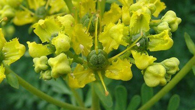 Kalp çarpıntılarına iyi gelen ot