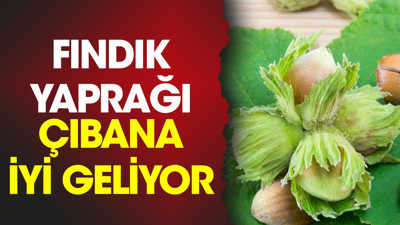 Fındık yaprağı çıbana iyi geliyor