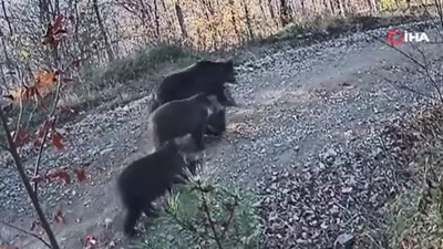 Boz ayı ve yavruları fotokapana takıldı