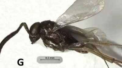 Yeni bir böcek türü bulundu