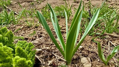 Saçkırana iyi gelen ot (25 Mart 2023)