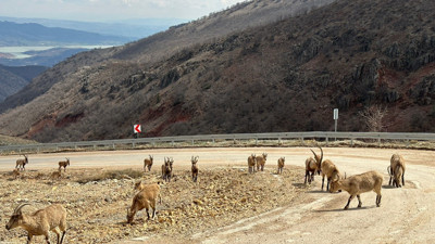 Tunceli’de karayoluna inen yaban keçileri görüntülendi
