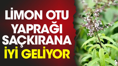 Limon otu yaprağı saçkırana iyi geliyor