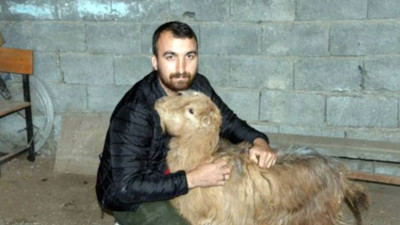 Keçi 'Kınalı' enkazdan 47 gün sonra sağ çıktı