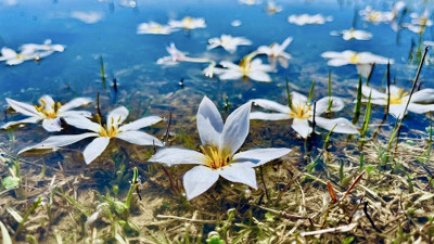 Ağrı’da baharın müjdecisi kardelenler çiçek açtı