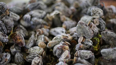 Hücre onaran besinler hangileri