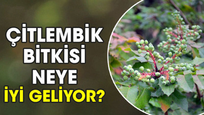 Çitlembik bitkisi neye iyi geliyor?