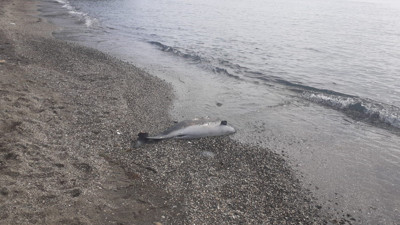 Sinop'ta ölü yunus kıyıya vurdu