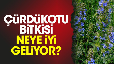 Çürdükotu bitkisi neye iyi geliyor?