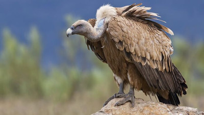 Rüyada akbaba görmek ne anlama geliyor? Rüyada akbaba görmek ne demek?