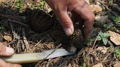 Köylüler onun peşine düştü. Altın değerinde