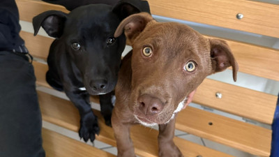 Kayıp pitbulları için polise gitti 66 bin lira ceza yedi