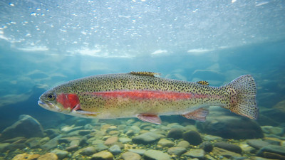 Rüyada alabalık görmek ne demek? Rüyada alabalık ne anlama geliyor?