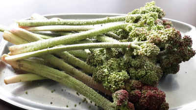 Işkın otu nedir? Işkın otunun faydaları neler neye iyi gelir?