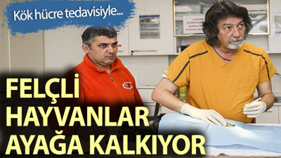 Kök hücre felçli hayvanları da ayağa kaldırıyor