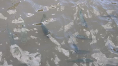 Balıklıgöl'ün balıkları ortaya çıktı