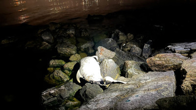 Kocaeli’de ölü yunus sahile vurdu