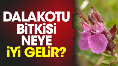 Dalakotu bitkisi neye iyi gelir?