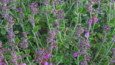 Dizanteri iyi gelen ot