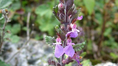 İshale iyi gelen bitki (30 Mart 2023)