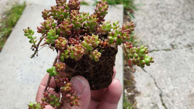 Ateş yanığına iyi gelen ot