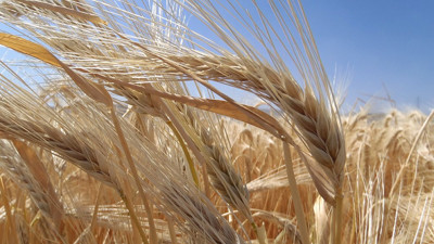 Rüyada arpa görmek ne demek? Rüyada arpa görmenin anlamı nedir?